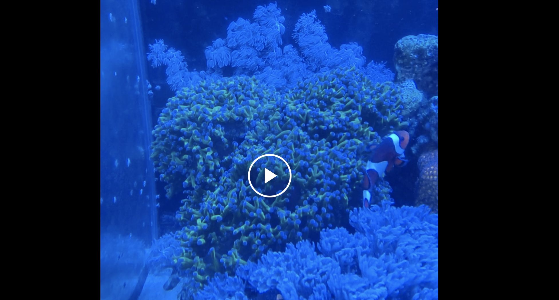 A video showing a deep blue underwater scene showcasing various types of vibrant corals and aquatic vegetation.